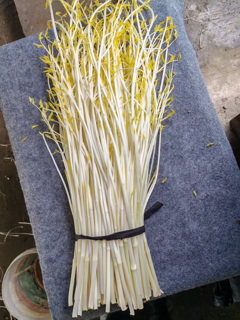 白芹