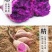 【正宗沙地紫薯】新鲜现挖紫罗兰番薯红薯地瓜一件代发包邮