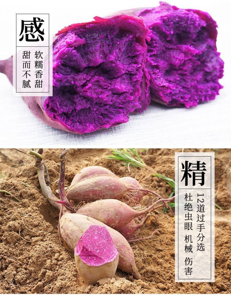 【正宗沙地紫薯】新鲜现挖紫罗兰番薯红薯地瓜一件代发包邮