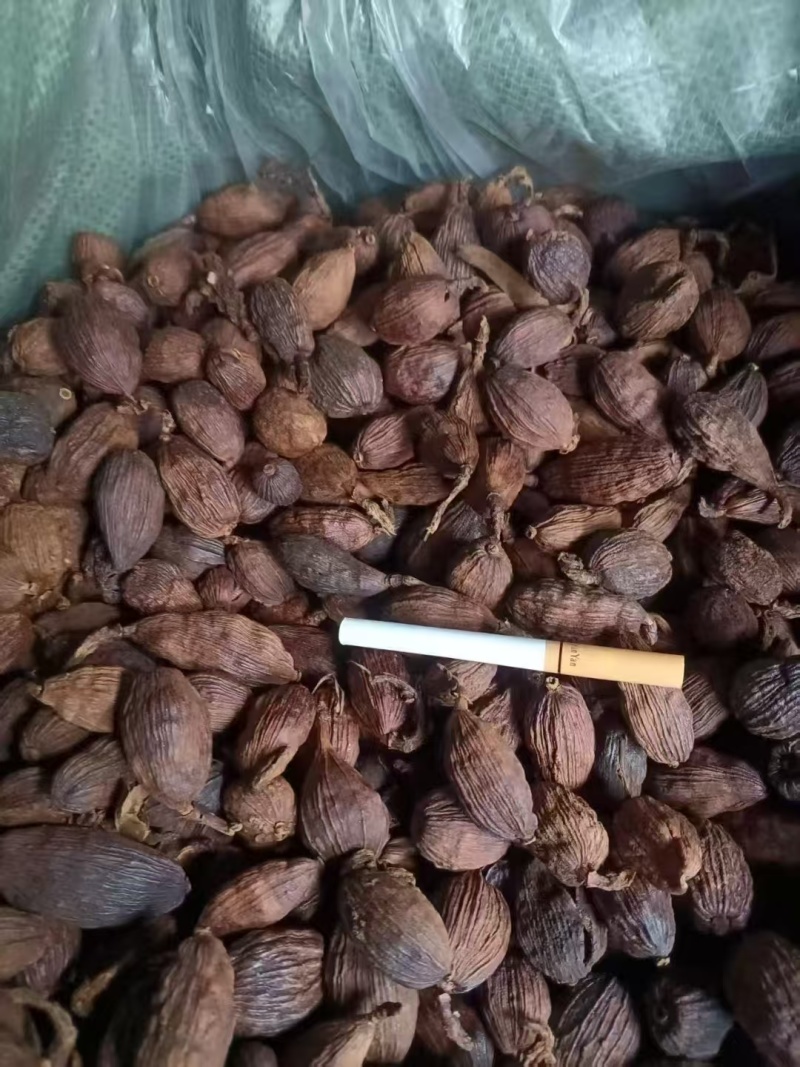 云南怒江地区人工种植草果。鲜货，干货！！