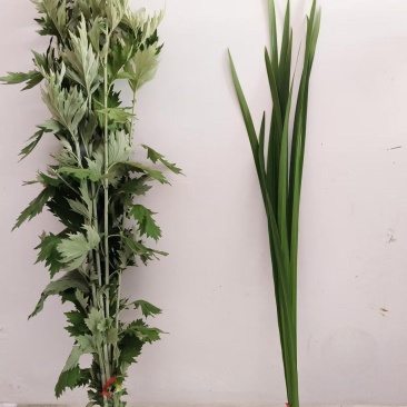 艾草，端午节艾草，鲜艾草，按客户需求打包，打冷发货