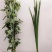 艾草，端午节艾草，鲜艾草，按客户需求打包，打冷发货