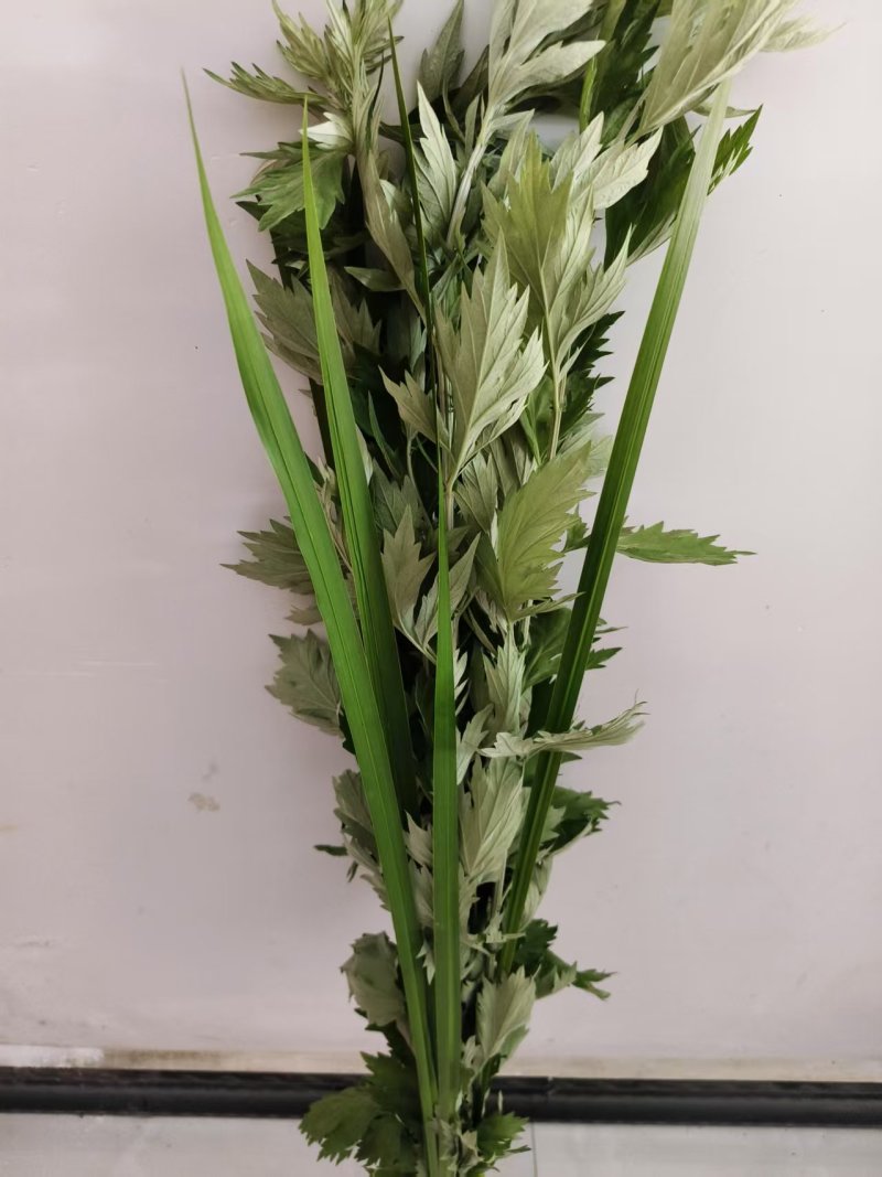 艾草，端午节艾草，鲜艾草，按客户需求打包，打冷发货