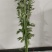 艾草，端午节艾草，鲜艾草，按客户需求打包，打冷发货