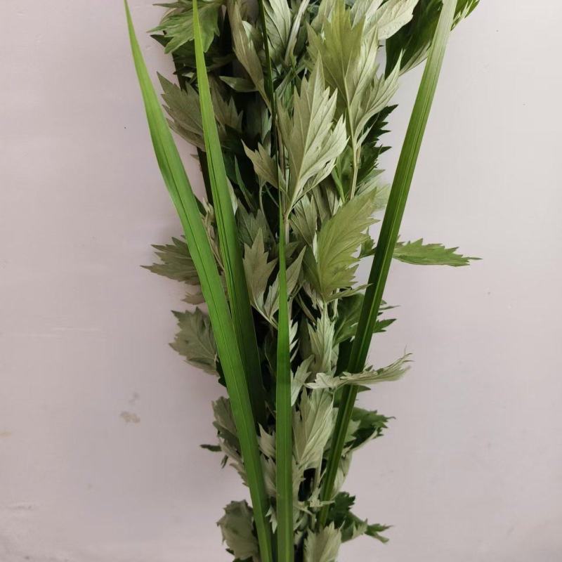 端午节艾草，一手货源，鲜货直发，全国发货，量大从优