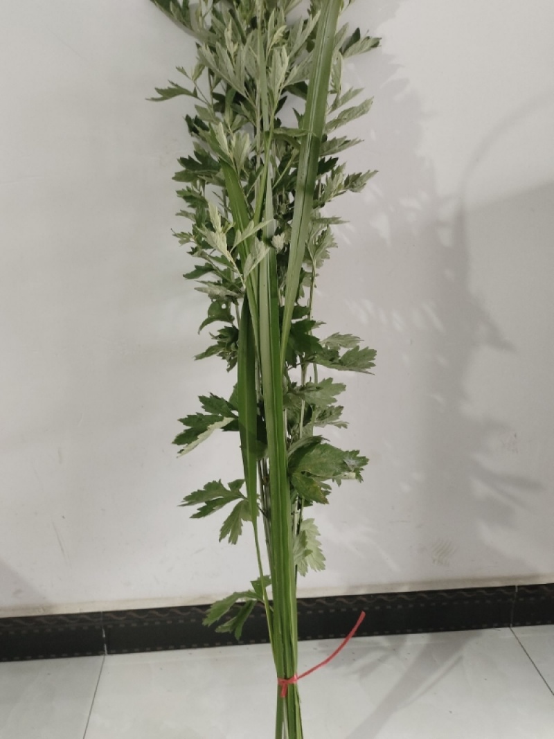 端午节艾草，一手货源，鲜货直发，全国发货，量大从优