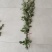 端午节艾草，一手货源，鲜货直发，全国发货，量大从优
