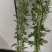 端午节艾草，一手货源，鲜货直发，全国发货，量大从优