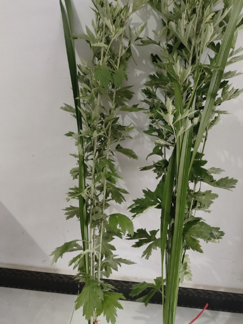 端午节艾草，一手货源，鲜货直发，全国发货，量大从优