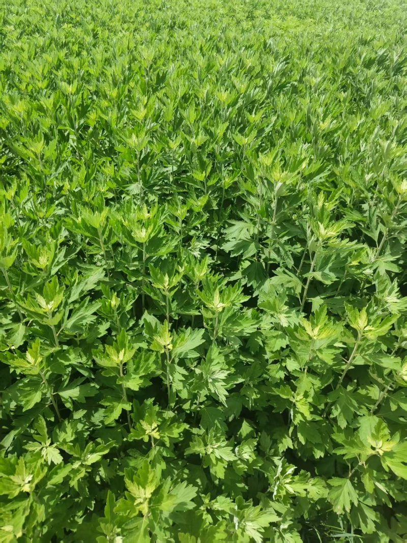端午节艾草，一手货源，鲜货直发，全国发货，量大从优