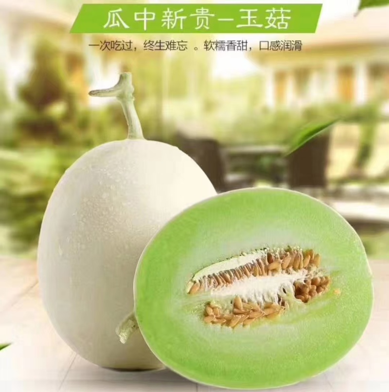 河北饶阳，产地玉菇甜瓜，常年热销。各种规格，包装齐全。
