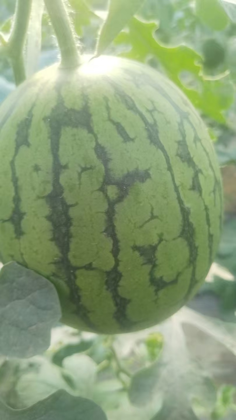 河北清苑西瓜大量上市2k小糖丸L600美都麒麟甜王