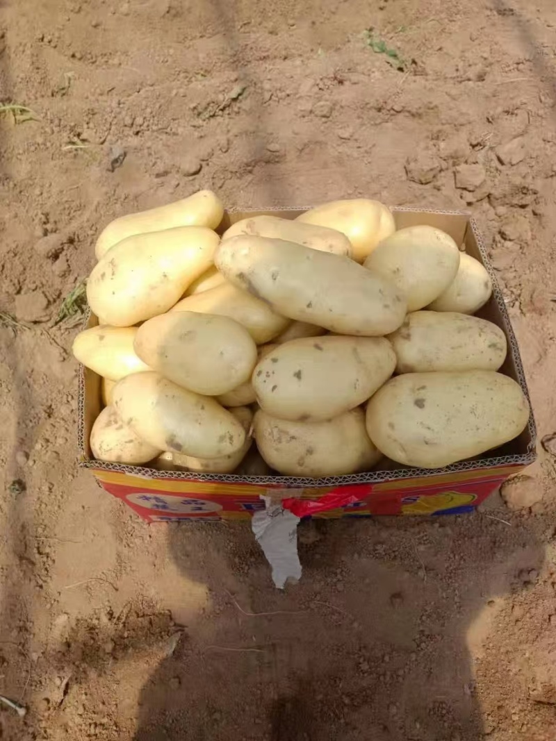 荷兰十五土豆山东土豆大量现货供应，规格齐全，可视频看货