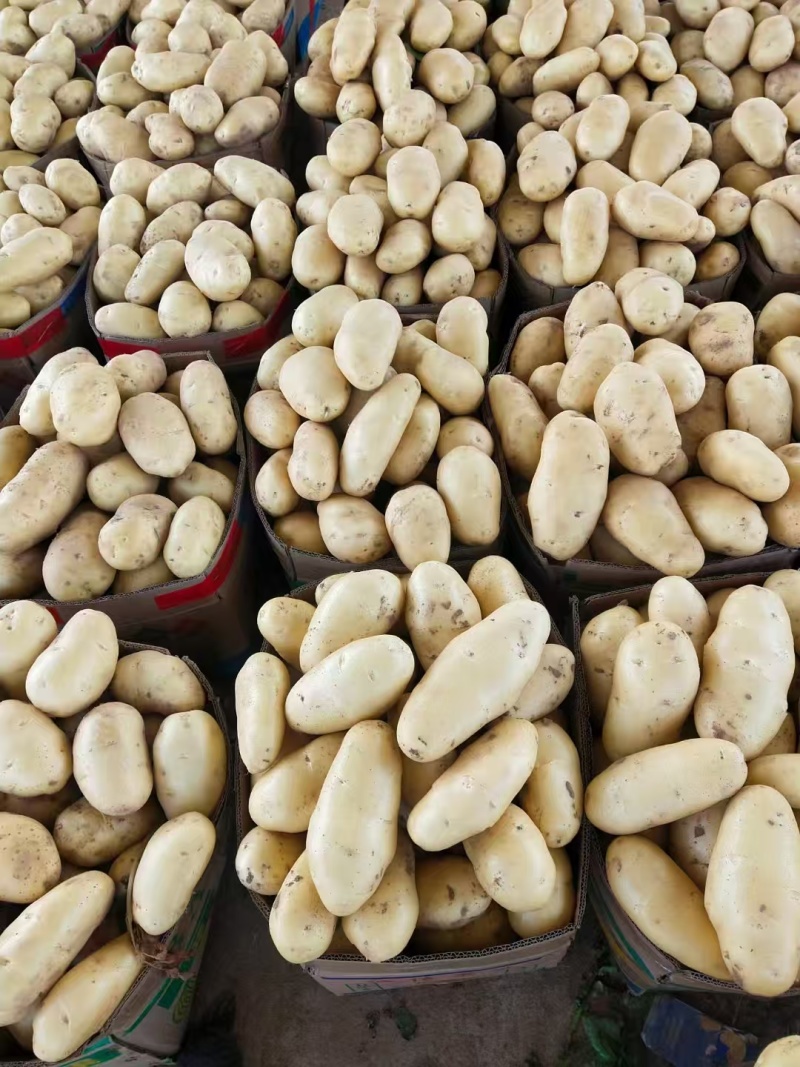 荷兰十五土豆山东土豆大量现货供应，规格齐全，可视频看货