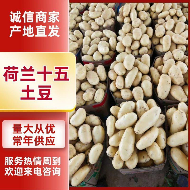荷兰十五土豆山东土豆大量现货供应，规格齐全，可视频看货