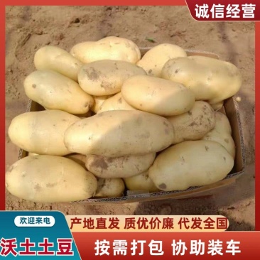 沃土5号山东土豆（热卖推荐）规格齐全，品质保证，代发全国