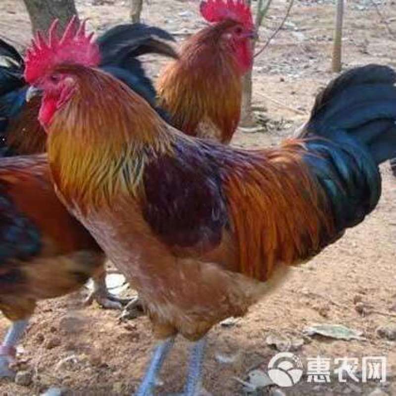 散养土鸡