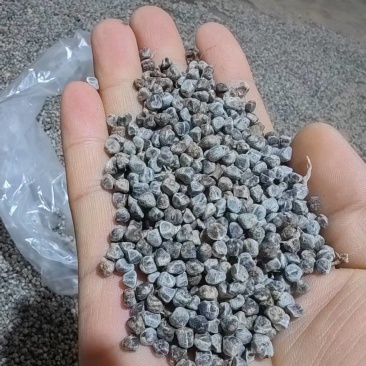 砂仁种子纯后期采收，阴干而成发芽率有保障对接全国