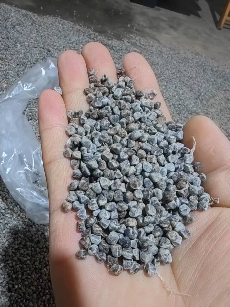 砂仁种子纯后期采收，阴干而成发芽率有保障对接全国