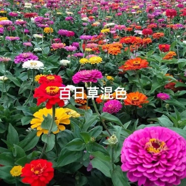 百日草