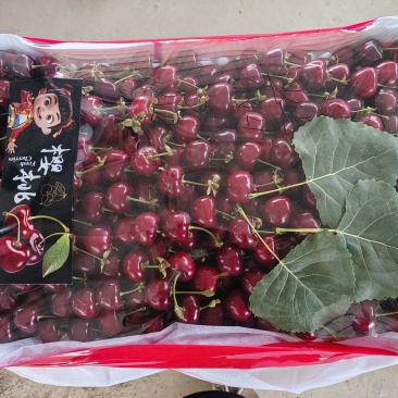 樱桃，陕西美早大樱桃，个大味甜，产地发货