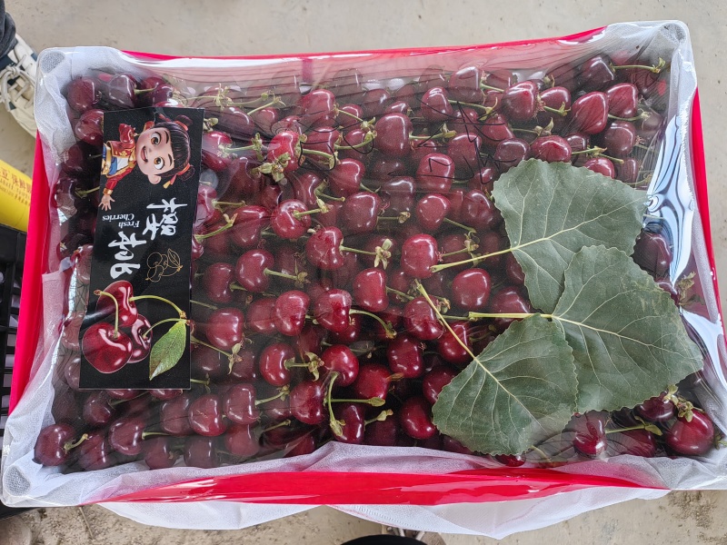 樱桃，陕西美早大樱桃，个大味甜，产地发货