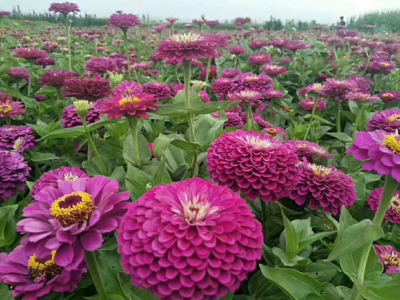 百日草