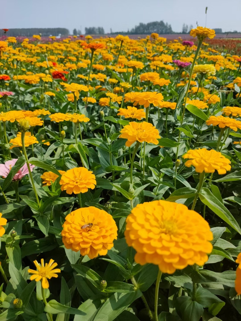 百日草