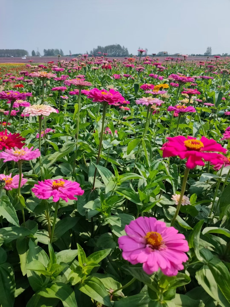 百日草