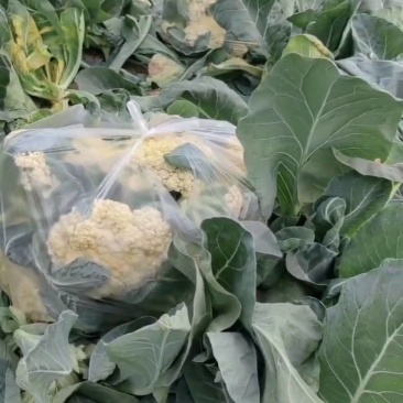 精品散花菜基地直供价梧**