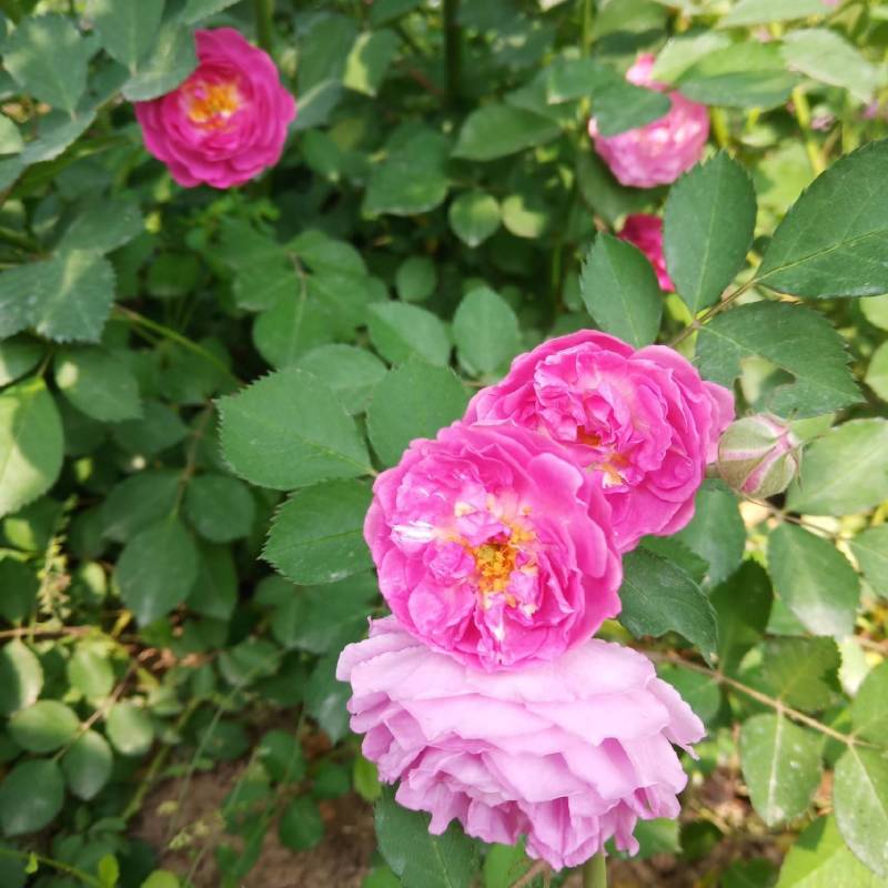 蔷薇营养杯蔷薇蔷薇容器苗陕西蔷薇基地规格齐全