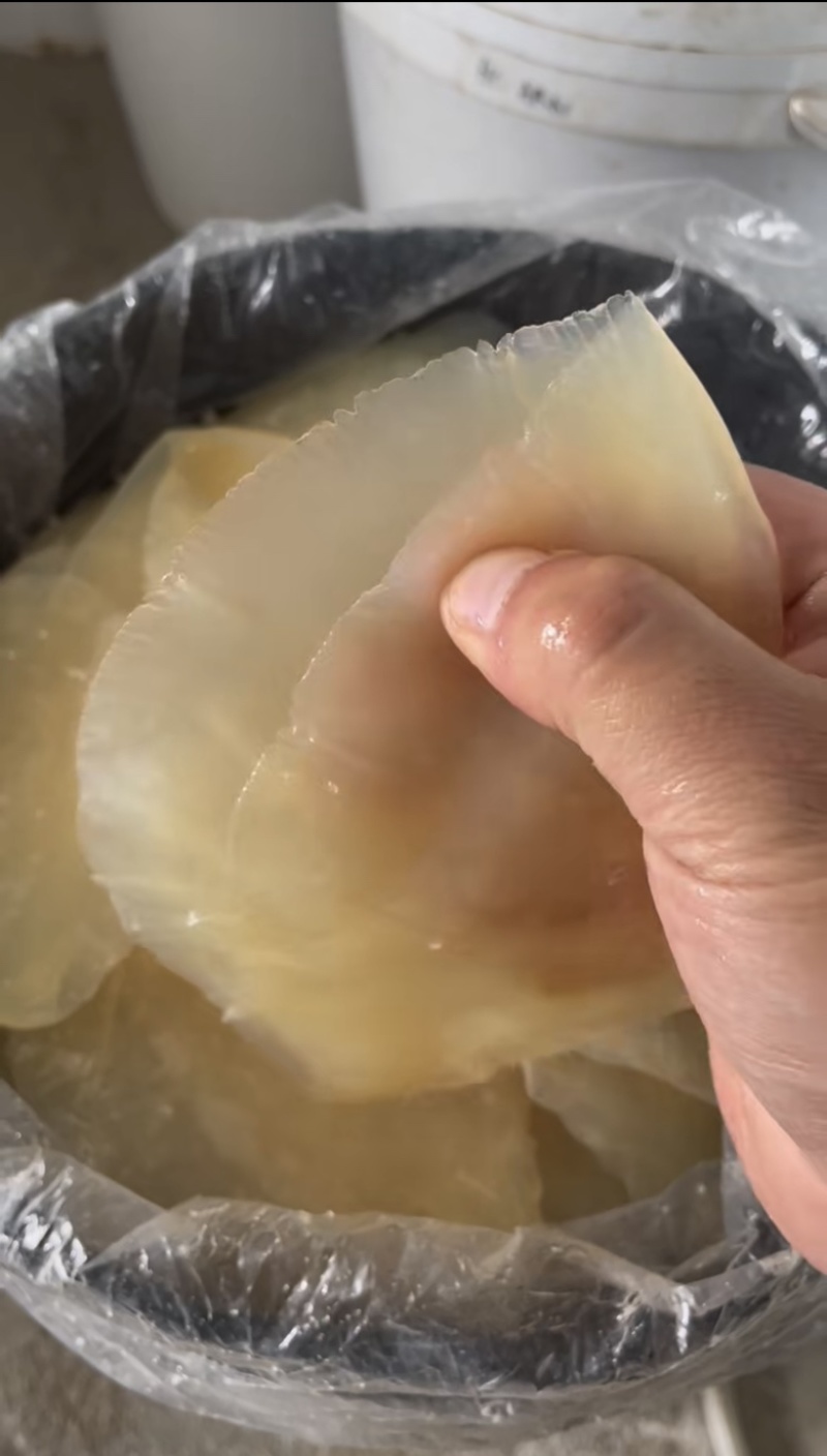委内瑞拉海蛰嘎嘣脆