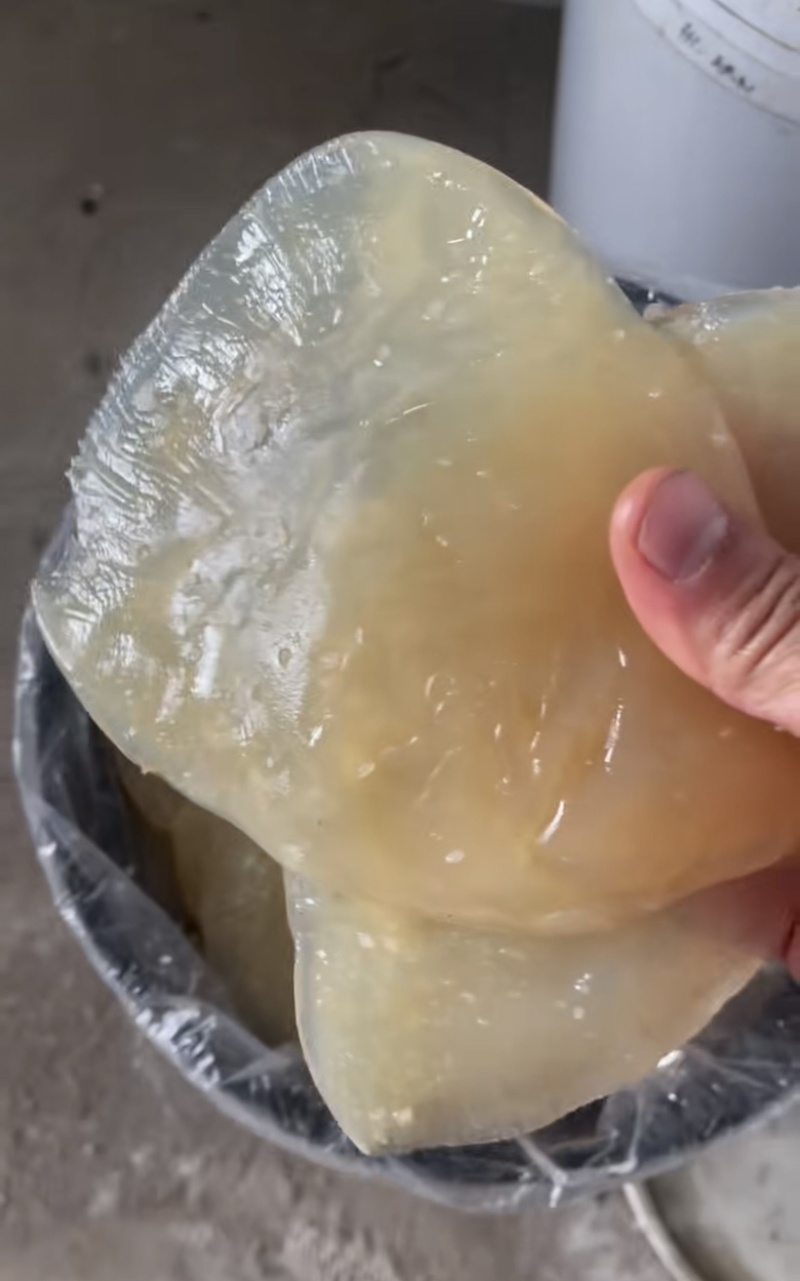 委内瑞拉海蛰嘎嘣脆