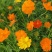 硫华菊