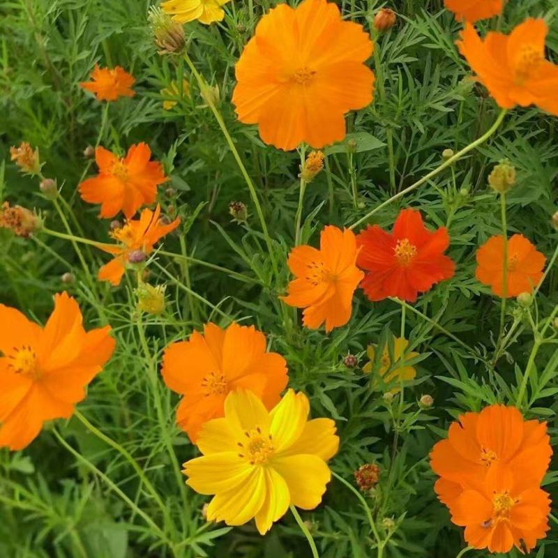 硫华菊
