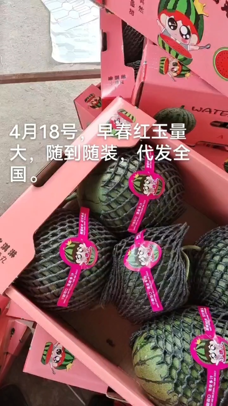 安徽早春红玉，小糖丸西瓜，皮薄囗感脆甜，保证质量。