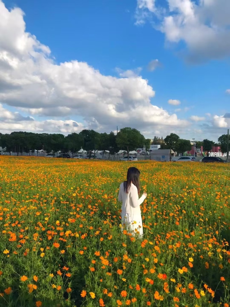 硫华菊