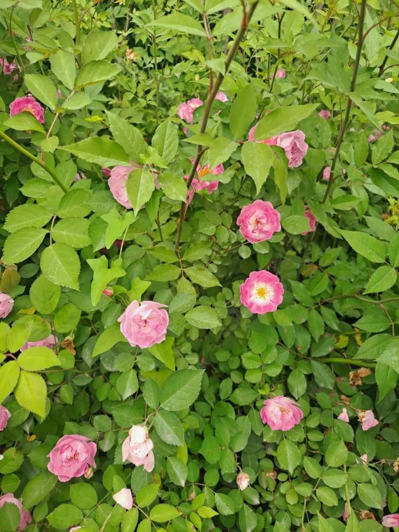 蔷薇营养杯蔷薇蔷薇容器苗陕西蔷薇基地规格齐全