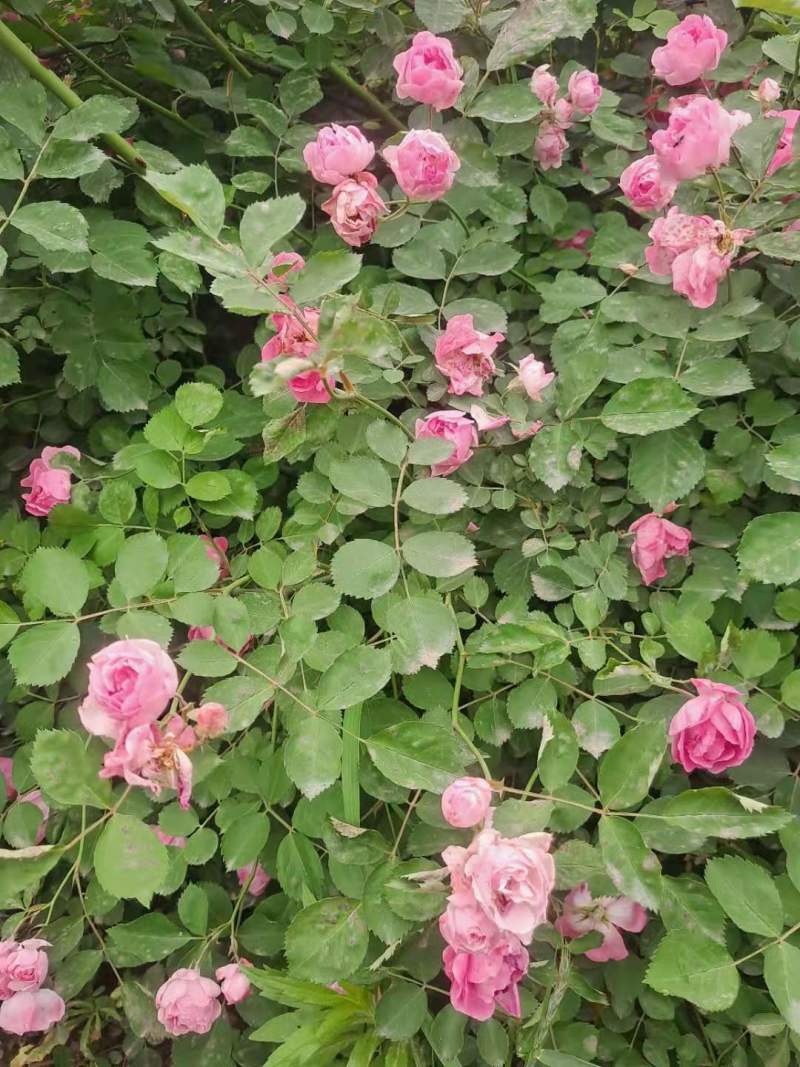 蔷薇营养杯蔷薇蔷薇容器苗陕西蔷薇基地规格齐全
