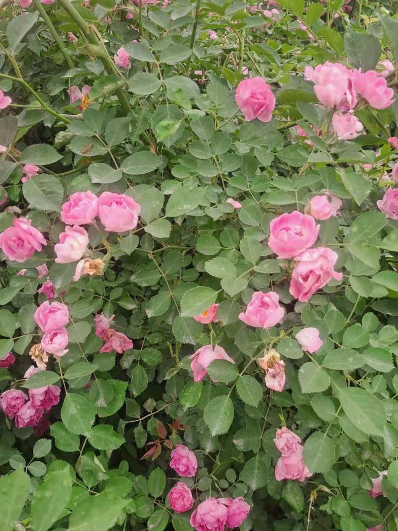 蔷薇营养杯蔷薇蔷薇容器苗陕西蔷薇基地规格齐全