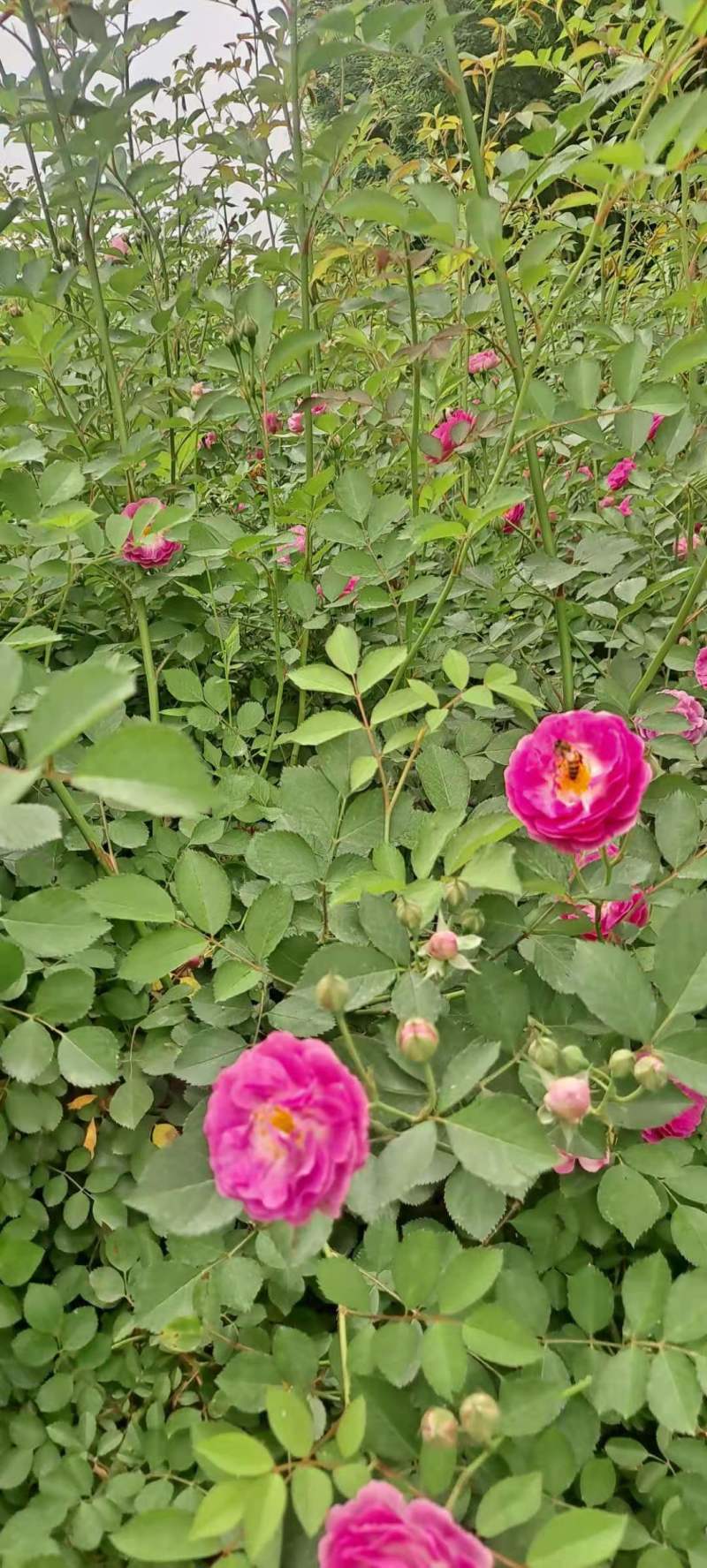 蔷薇营养杯蔷薇蔷薇容器苗陕西蔷薇基地规格齐全