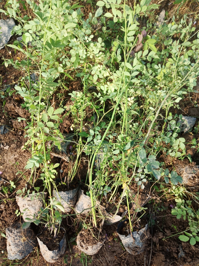 蔷薇营养杯蔷薇蔷薇容器苗陕西蔷薇基地规格齐全