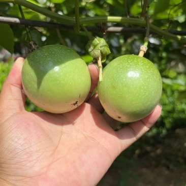 黄金百香果钦蜜9号