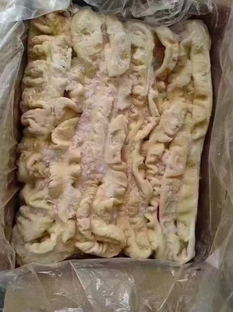 新鲜猪大肠临沂直发精选优质货源全国发货
