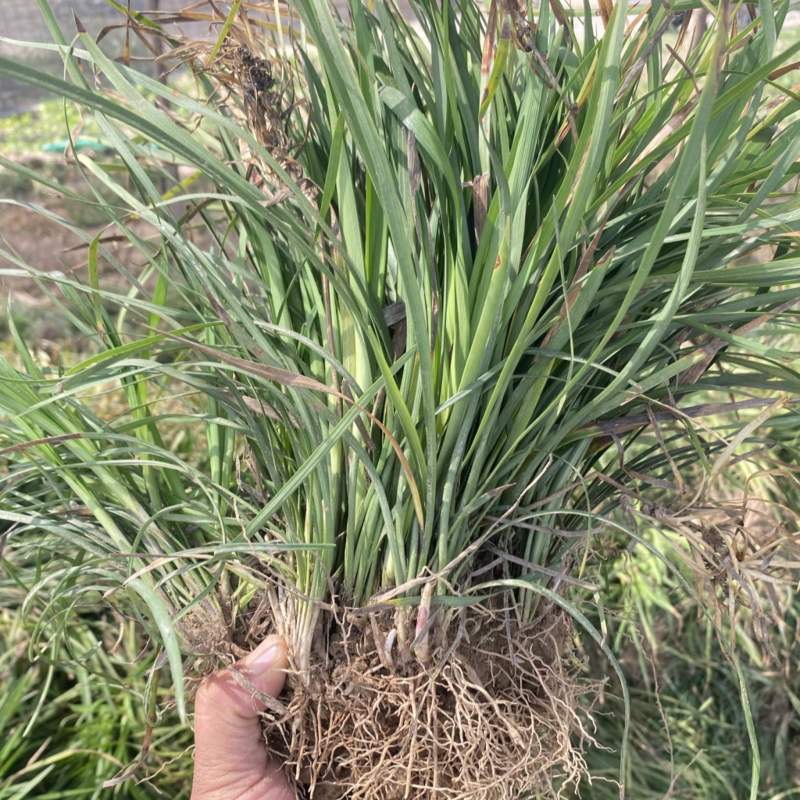 麦冬苗麦冬草丹麦草麦冬玉龙草日本矮麦冬