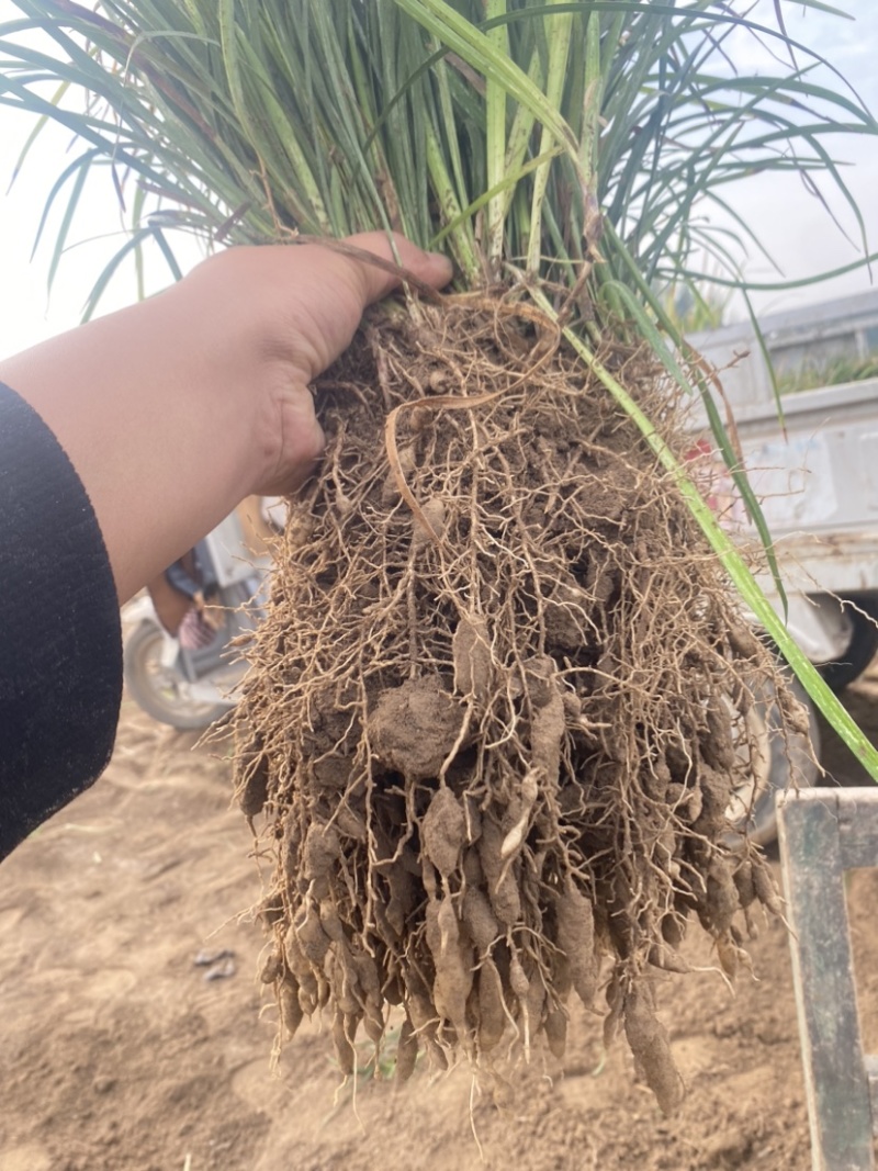 麦冬苗麦冬草丹麦草麦冬玉龙草日本矮麦冬