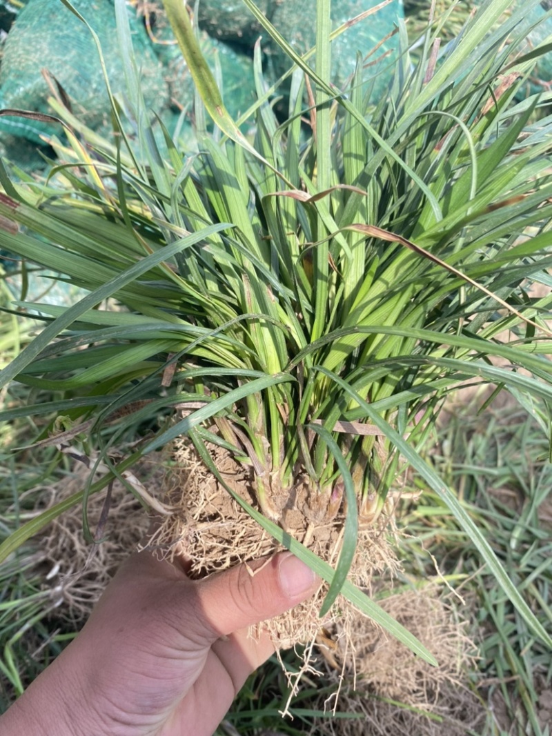 麦冬苗麦冬草丹麦草麦冬玉龙草日本矮麦冬