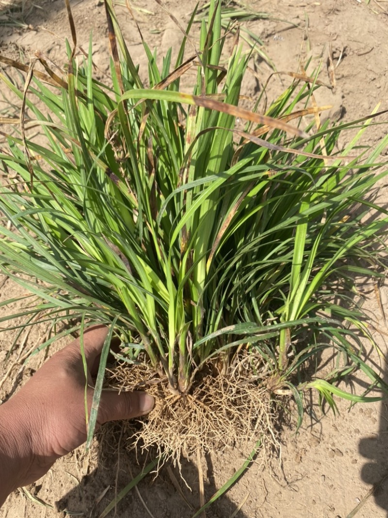 麦冬苗麦冬草丹麦草麦冬玉龙草日本矮麦冬