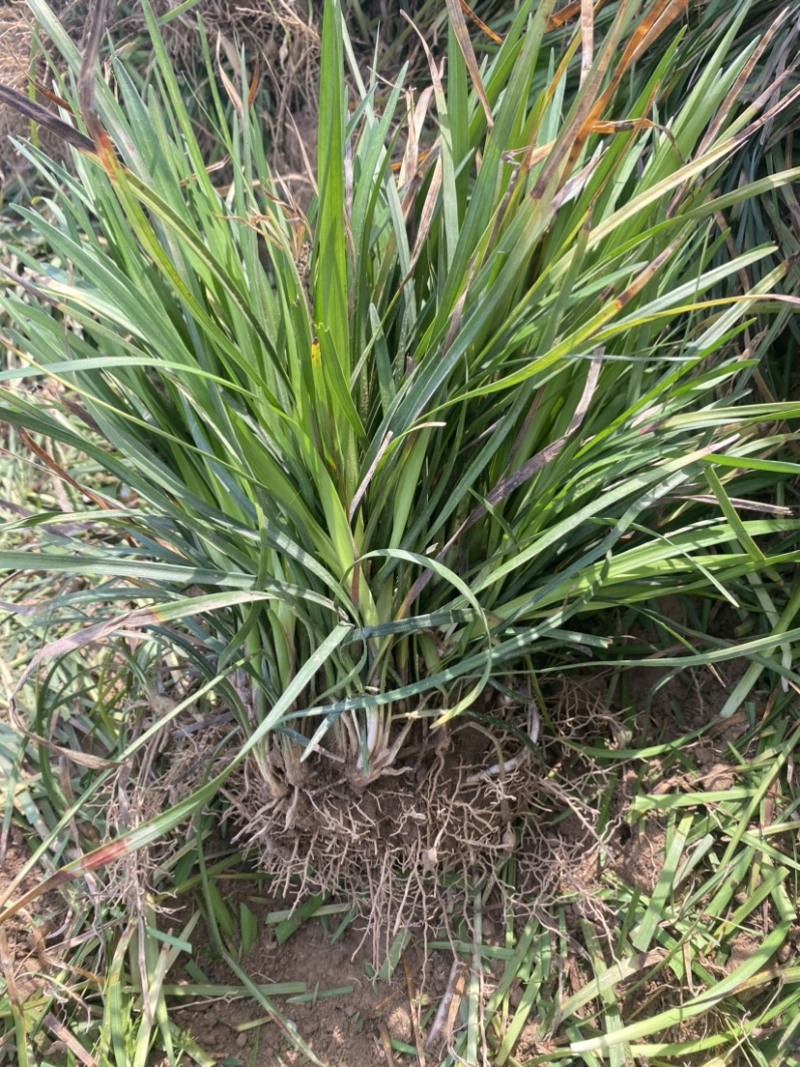 麦冬苗麦冬草丹麦草麦冬玉龙草日本矮麦冬