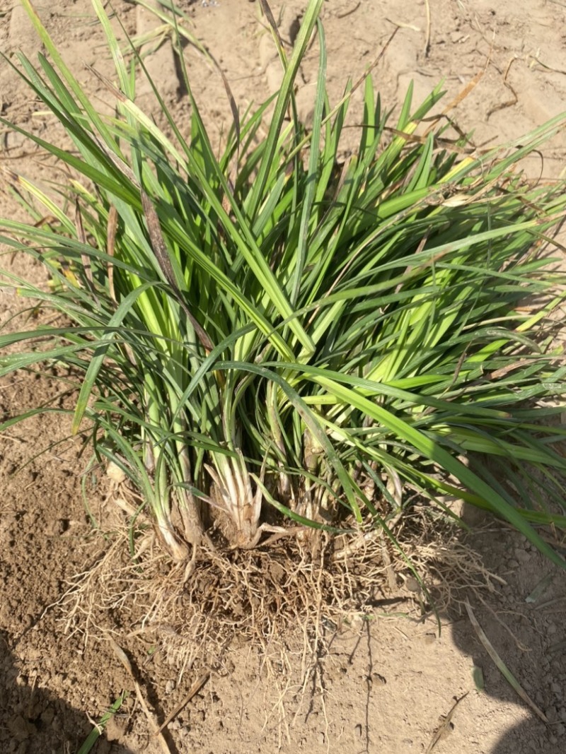 麦冬苗麦冬草丹麦草麦冬玉龙草日本矮麦冬